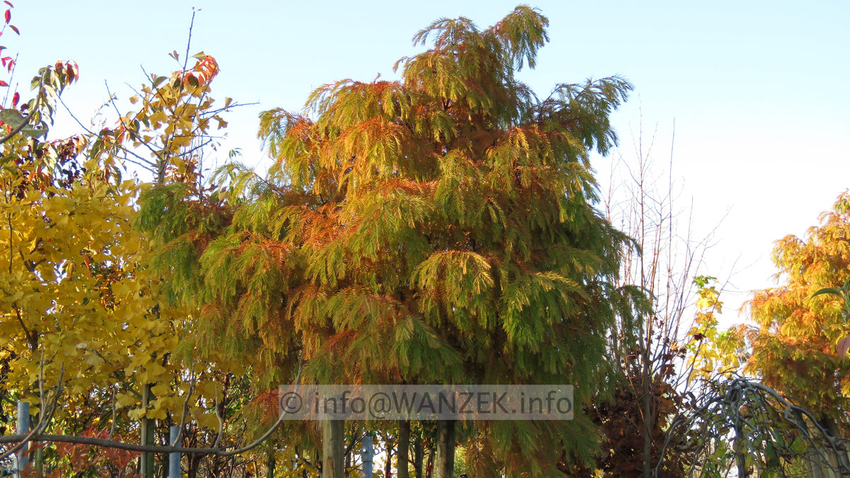 Metasequoia glyptostroboides Matthei Herbstfaerbung.JPG